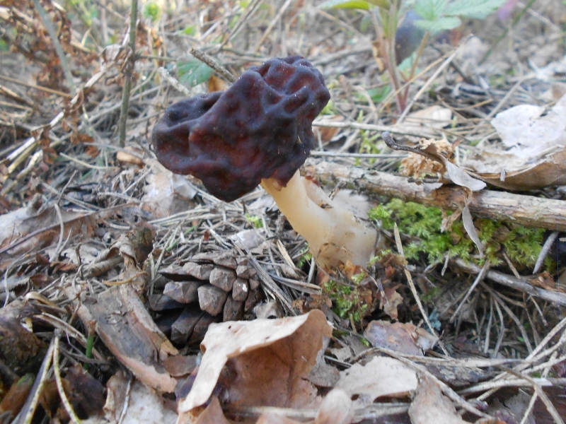 Gyromitra esculenta.jpg