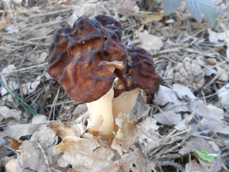 Gyromitra esculenta (2).jpg