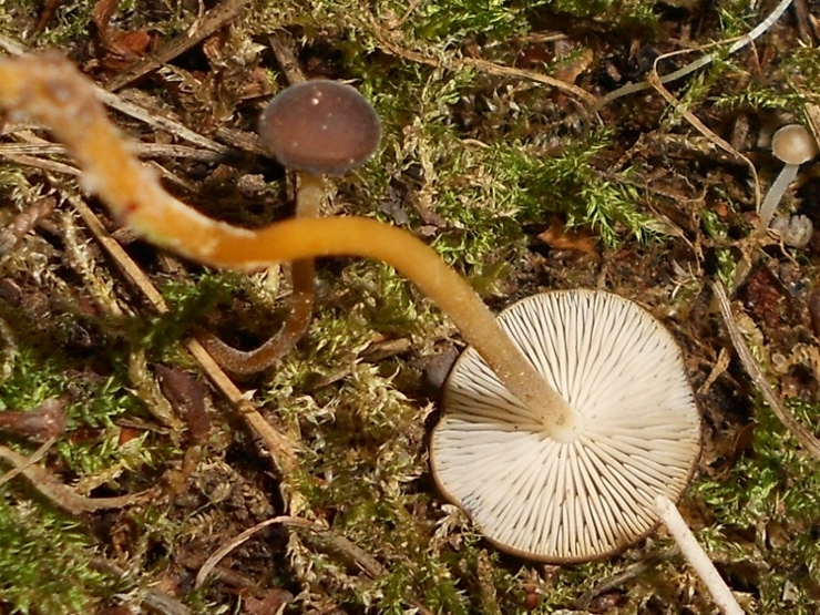 Strobilurus stephanocystis.jpg