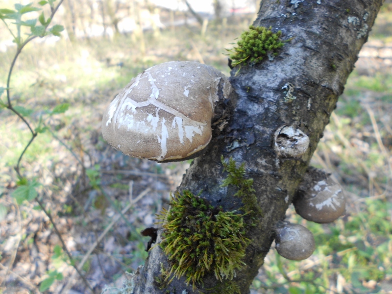 Baumpilz spec. (800x600).jpg