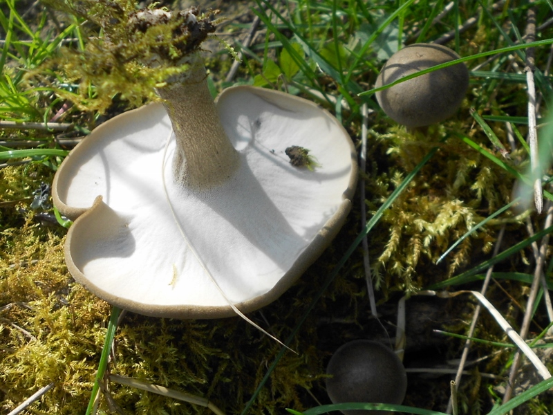 Polyporus ciliatus.jpg