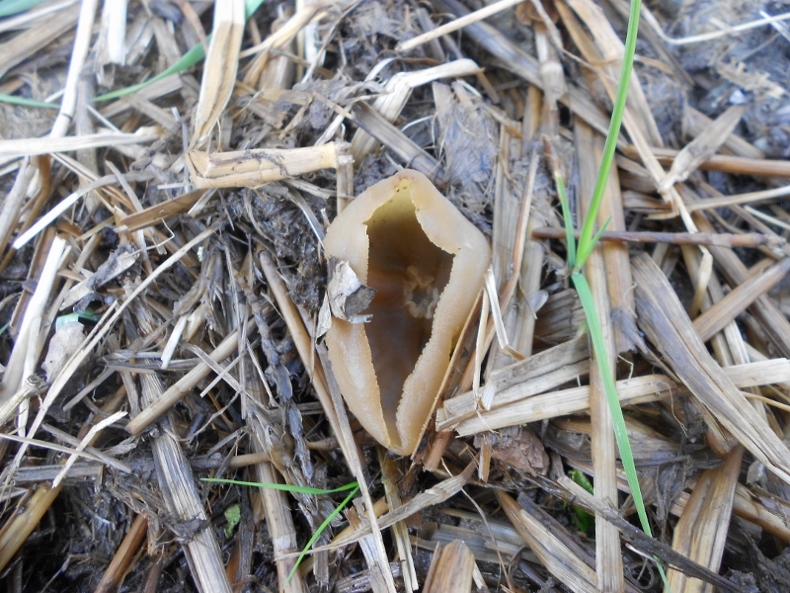 Blasige Becherling ?? (Peziza vesiculosa spec.)