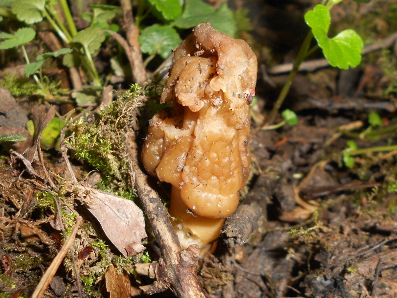 Verpa conica (800x600).jpg