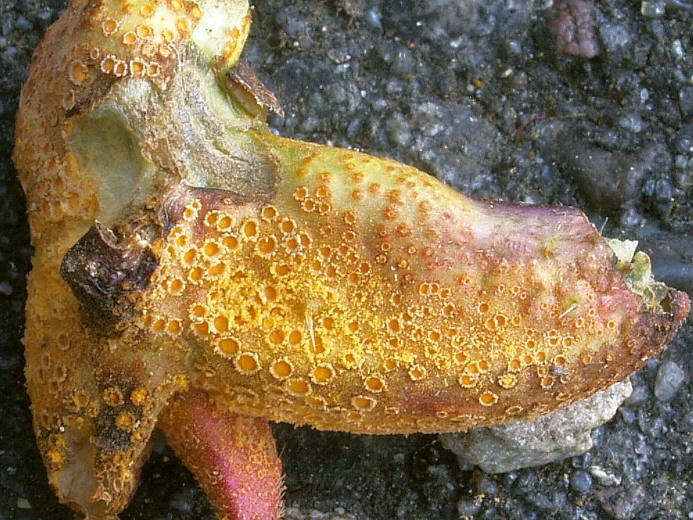 Rost an Brennessel a.jpg