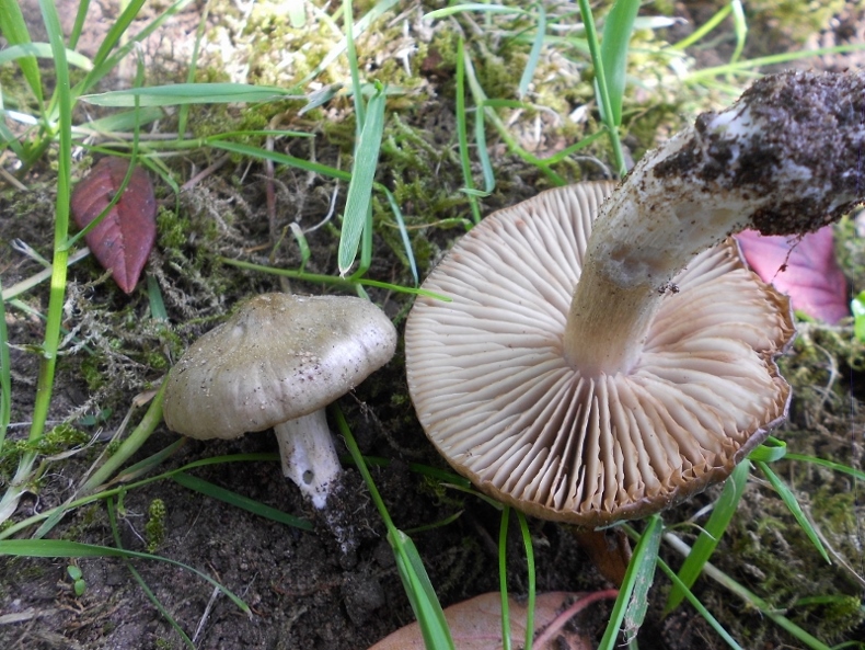 Schildrötling (2).jpg