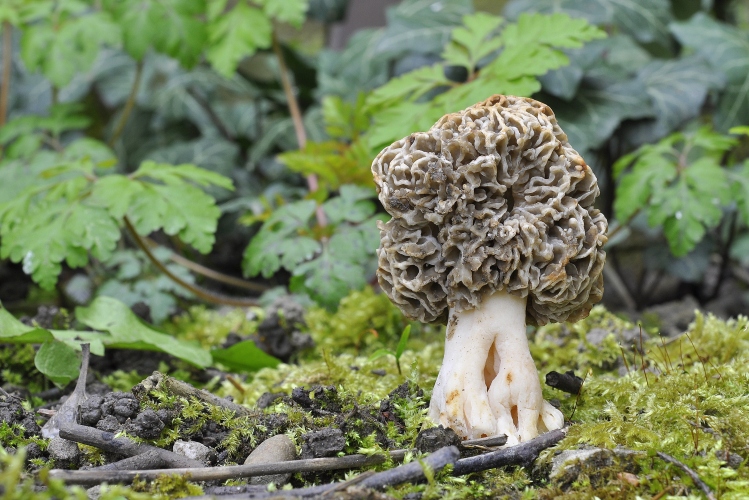 Morchella_esculenta_DSC6174a.JPG