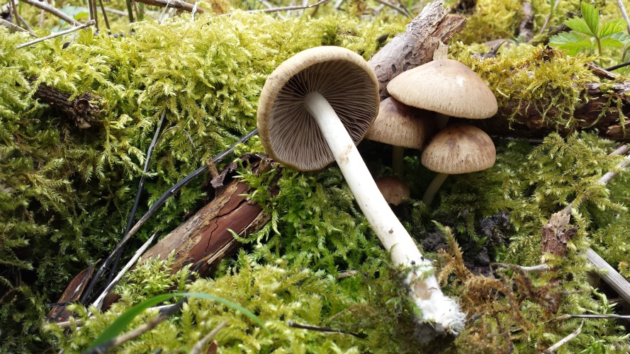 Psathyrella_spadiceogrisea_20160430_153755.jpg
