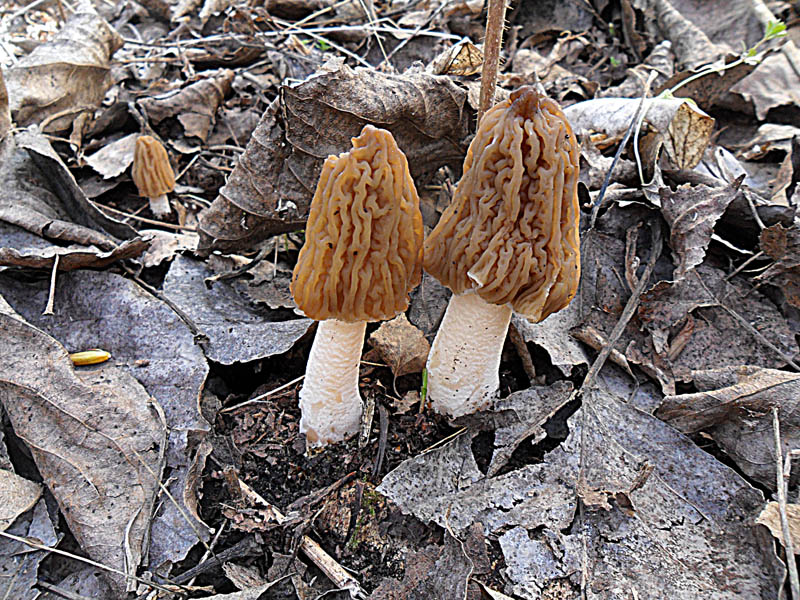 Verpa bohemica 3.jpg