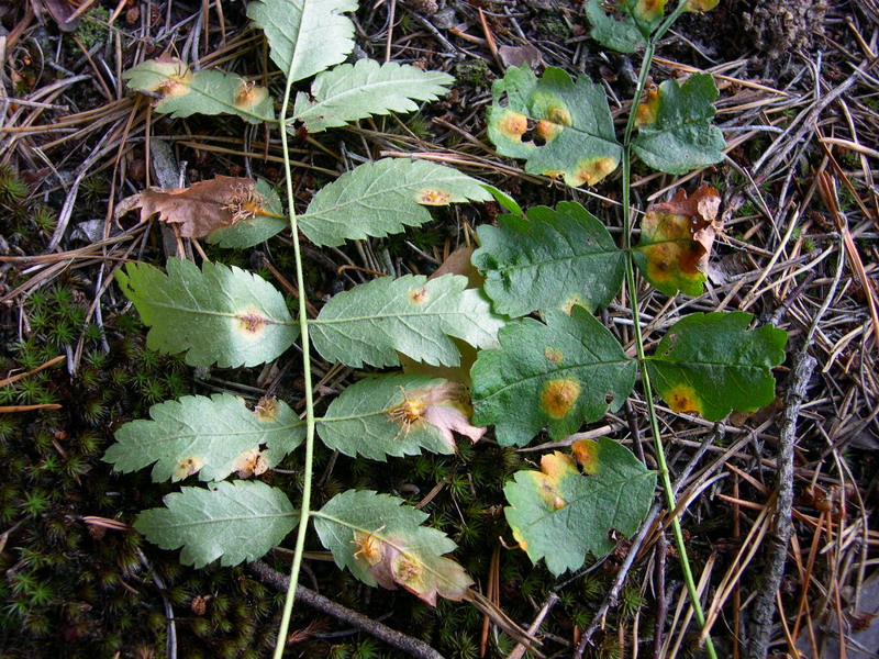 3-Gymnosporangium cornutum-a.JPG