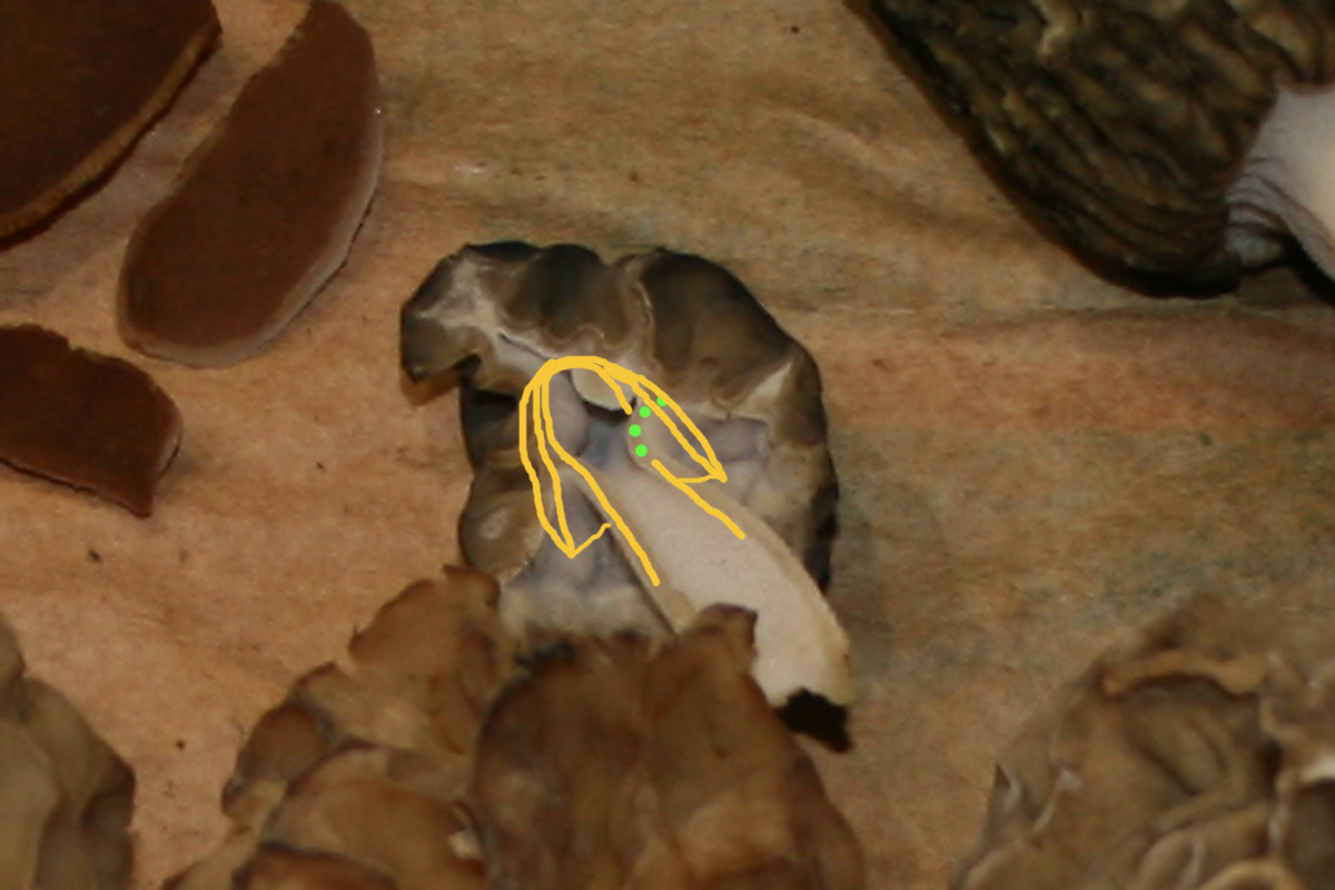 Morchella_divers_24_DbwT.jpg