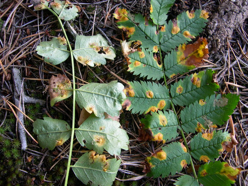 3-Gymnosporangium cornutum-b.JPG