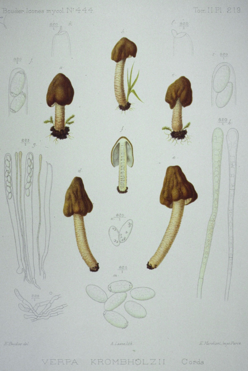 219_Verpa krombholzii.jpg