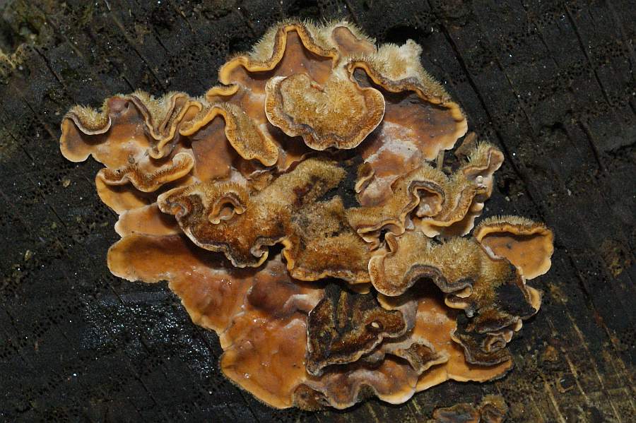 2009-03-07 #1720-w Stereum hirsutum frag.jpg