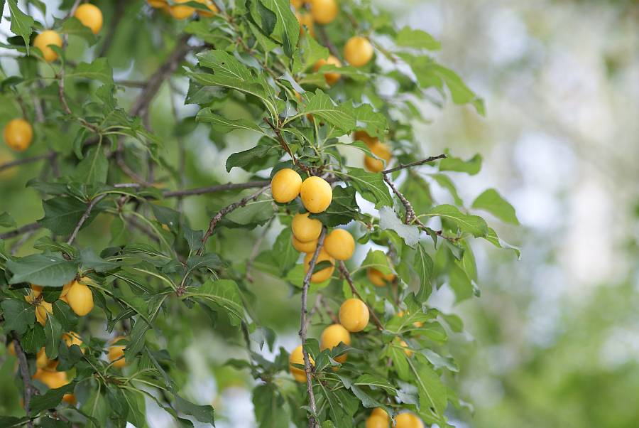 2009-08-23 #8897-w gelbe Pflaume.jpg