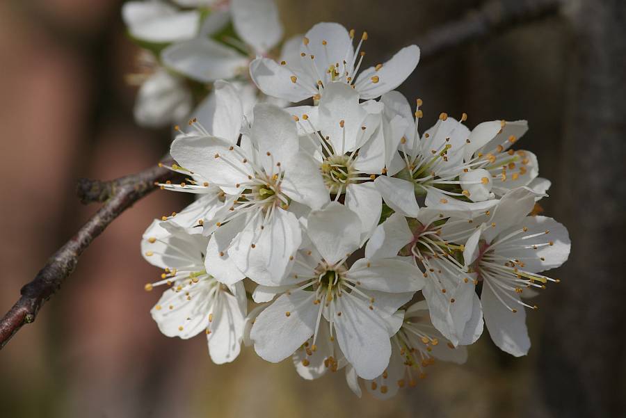 2009-04-09 #2666-w Blüte Pflaume frag.jpg