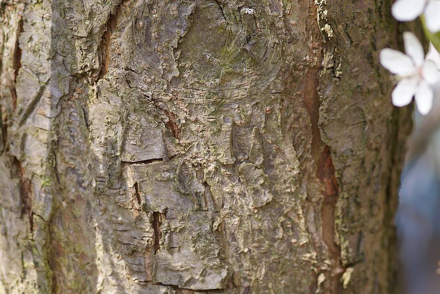 2009-04-09 #2667-w Rinde.jpg