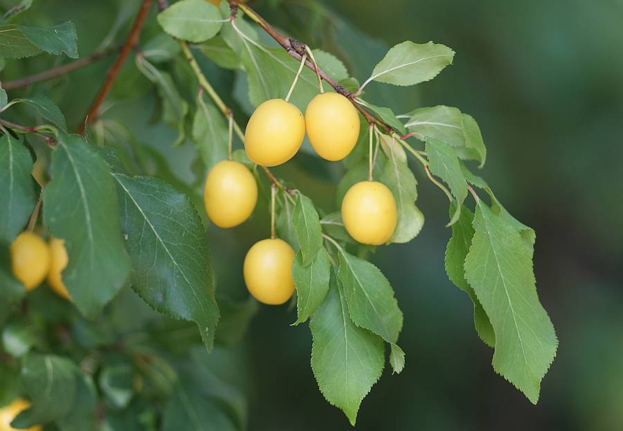 2009-08-16 #8457-w gelbe Pflaume.jpg