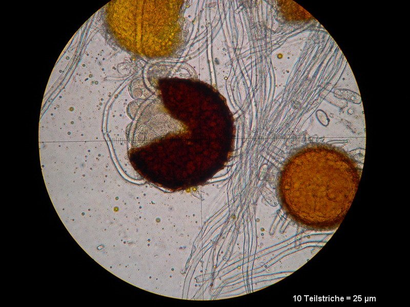 2-Erysiphe astragali-2.2.3.1a.2.9M7-Astragalus glycyphyllos.JPG