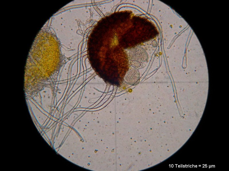 2-Erysiphe astragali-2.2.3.1a.2.9M8-Astragalus glycyphyllos.JPG