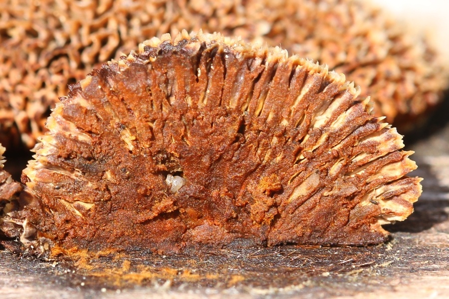 2016-05-20 #31692-w Porling NN.jpg