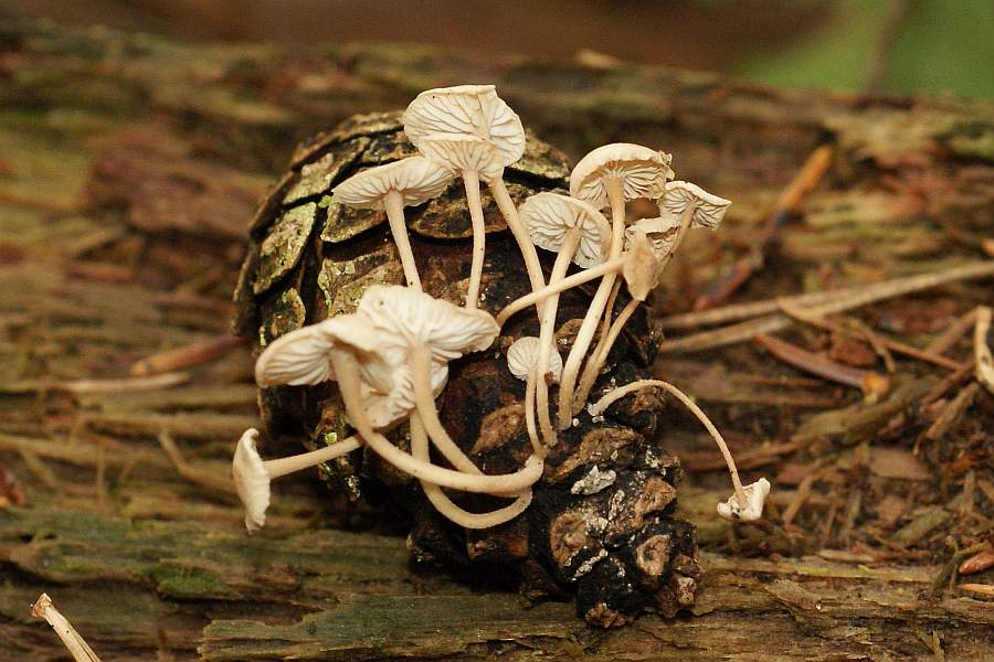 2009-02-26 #1383-w Gesellige Blätterpilze.jpg