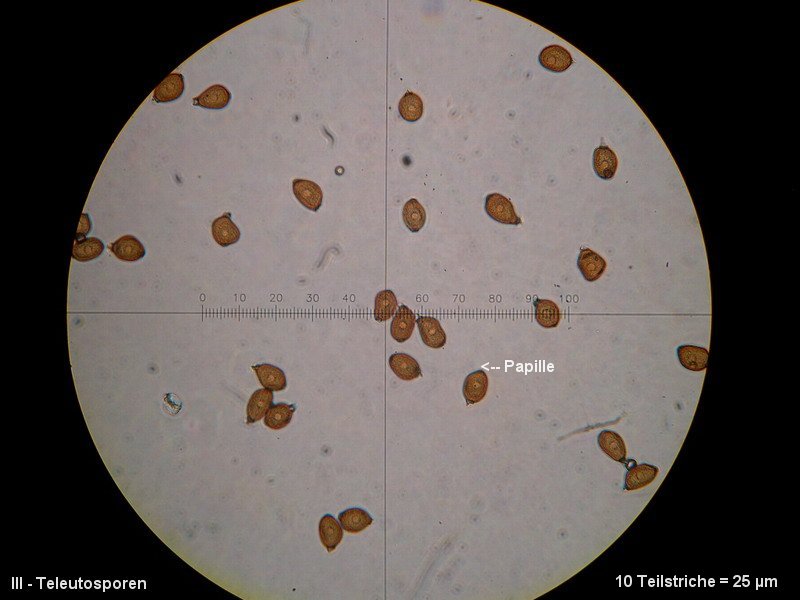 3-Uromyces punctatus-III-M5-Astragalus glycyphyllos.JPG