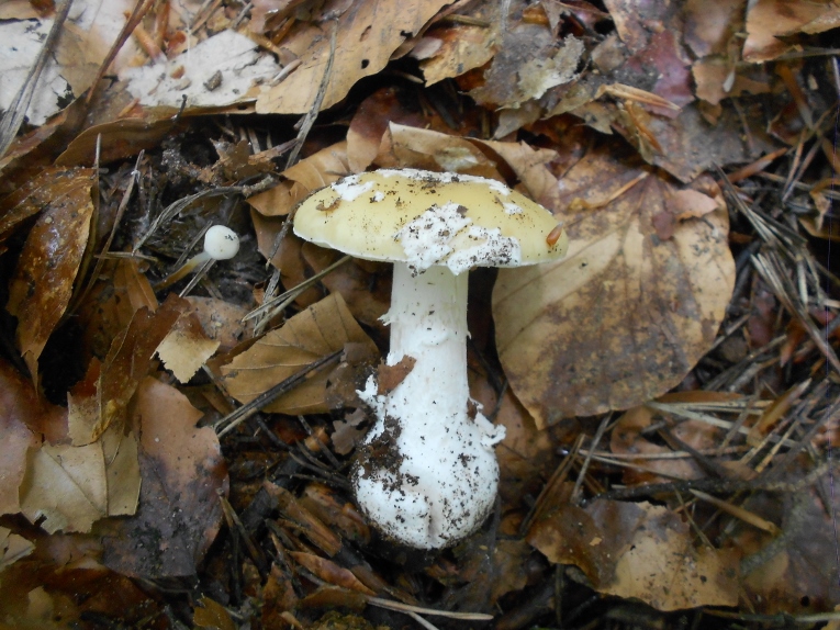 Amanita gemmata.jpg