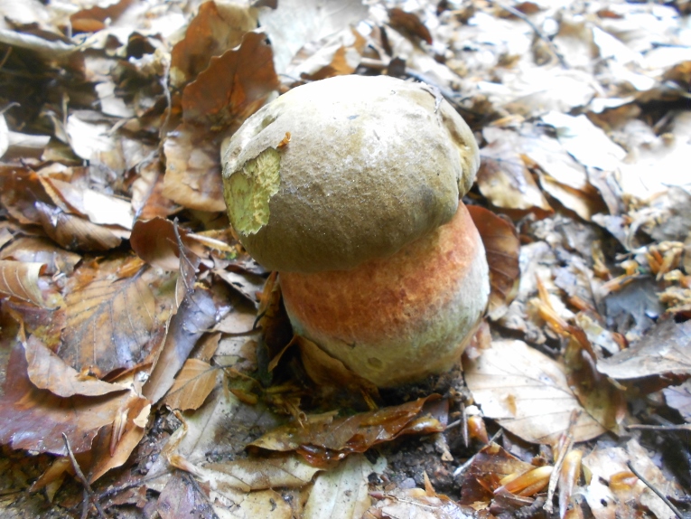 Boletus erythropus.jpg