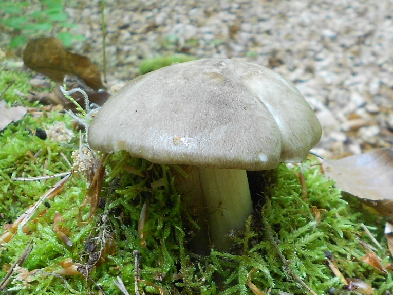 Megacollybia platyphylla.jpg