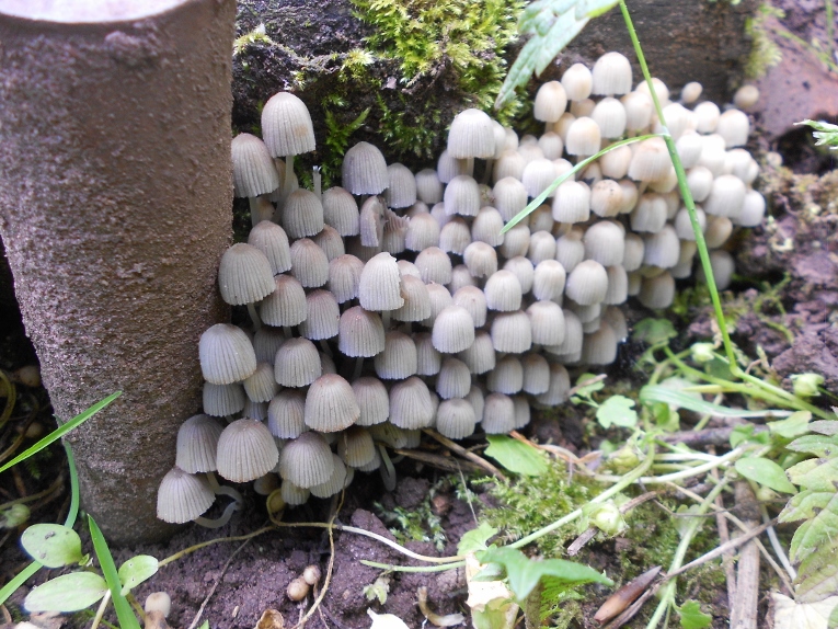 Coprinellus disseminatus.jpg