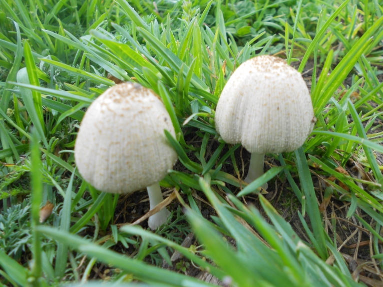 Coprinus spec..jpg