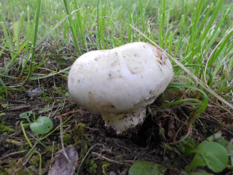 Agaricus bitorquis (2).jpg