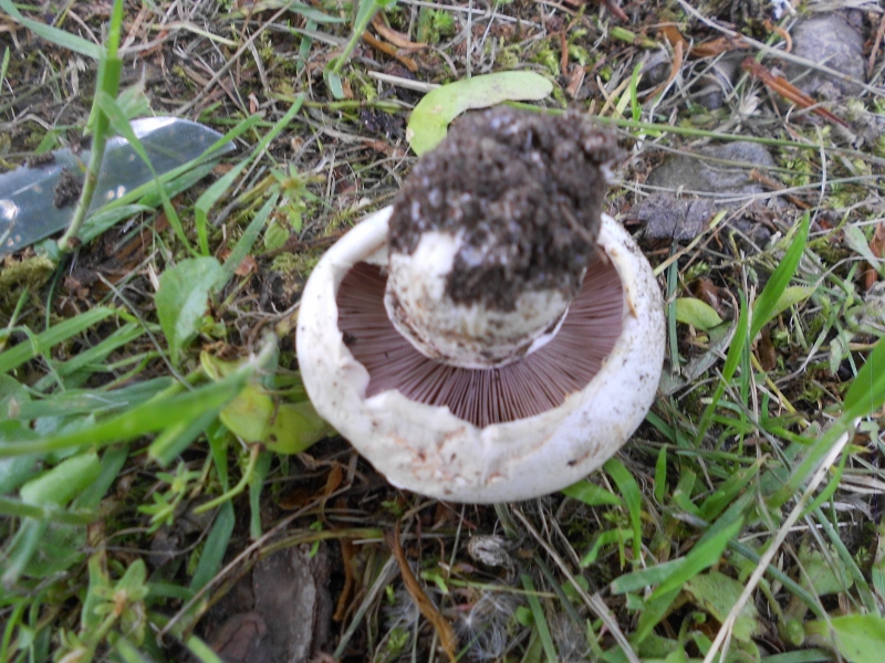 Agaricus bitorquis 2.jpg