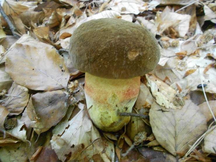 Neoboletus luridiformis.jpg