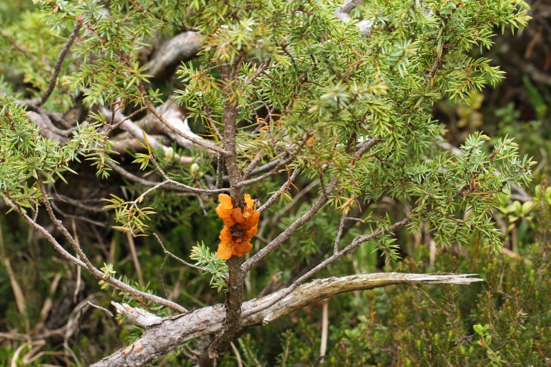 Gymnosporangium am Zwerg-Wacholder