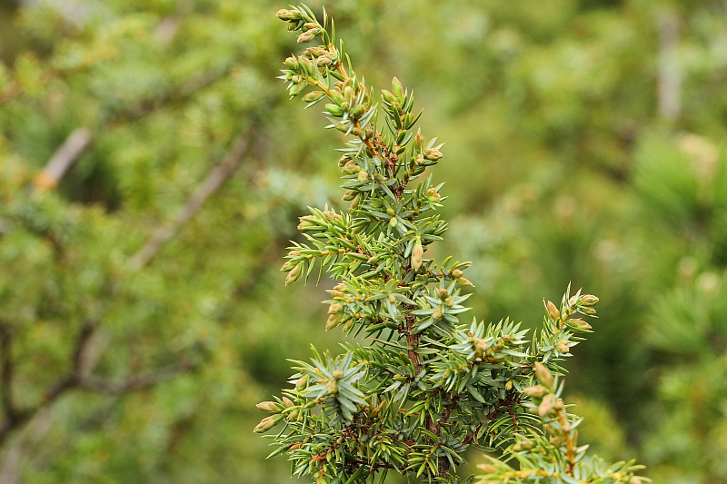 Wacholder-Ast im Überblick