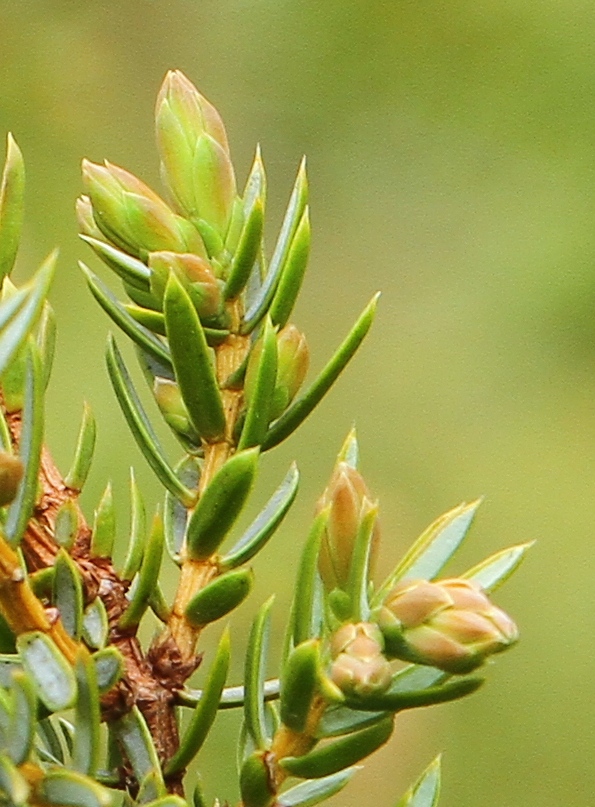 Wacholdernadeln im Detail