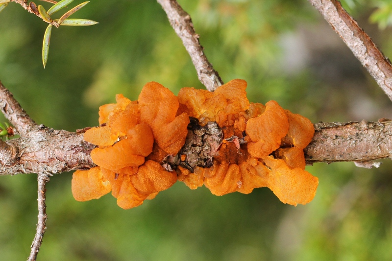 Gymnosporangium Detail