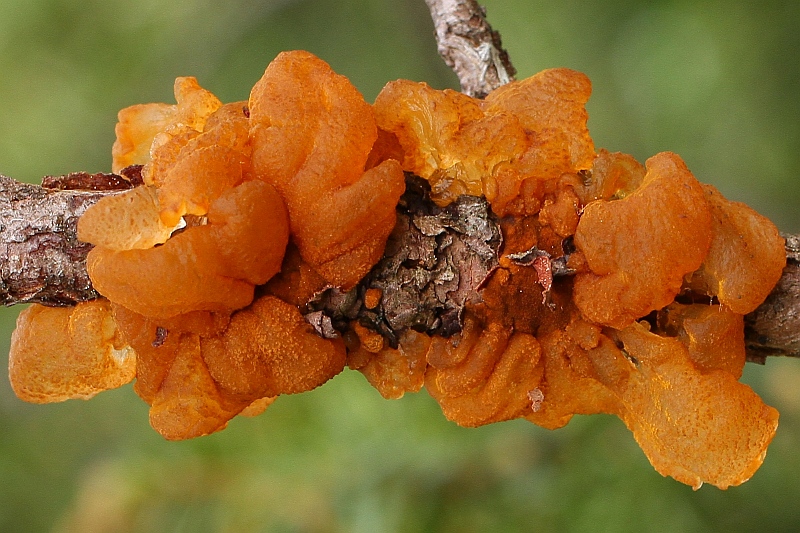 Gymnosporangium Detail