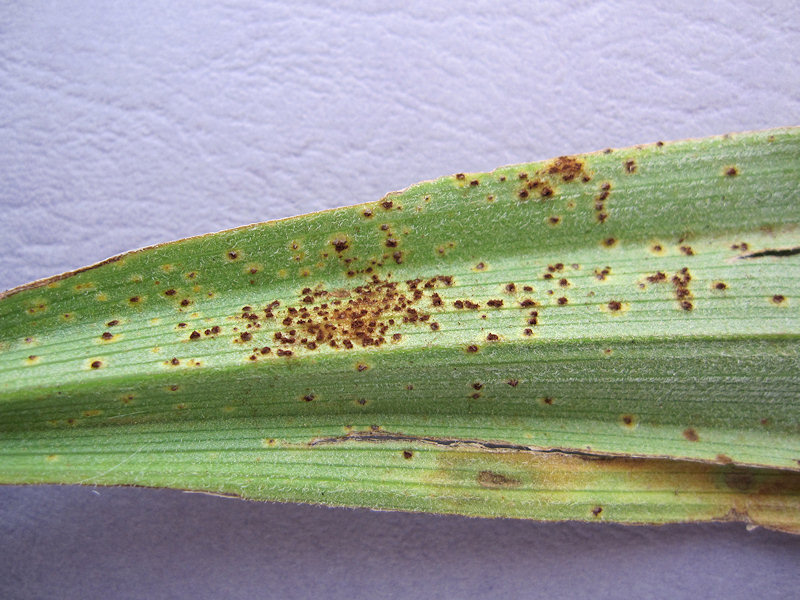 Puccinia_veratri_2.jpg