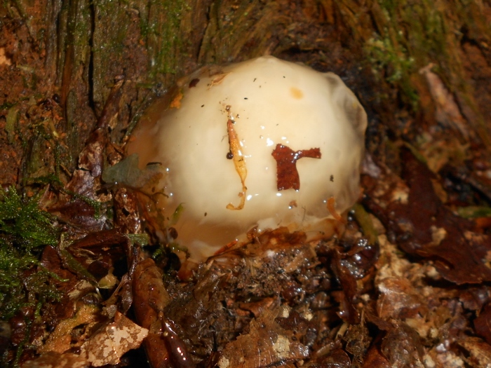 Phallus impudicus.jpg