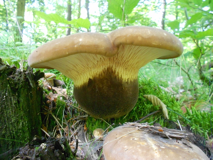 Tapinella atrotomentosa (2).jpg