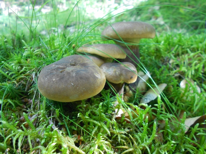 Tapinella atrotomentosa.jpg