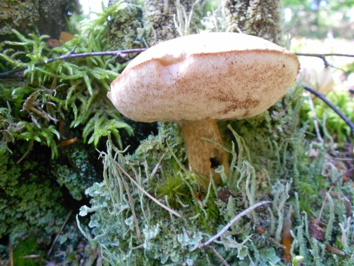 Tylopilus felleus & Cladonia fimbriata.jpg