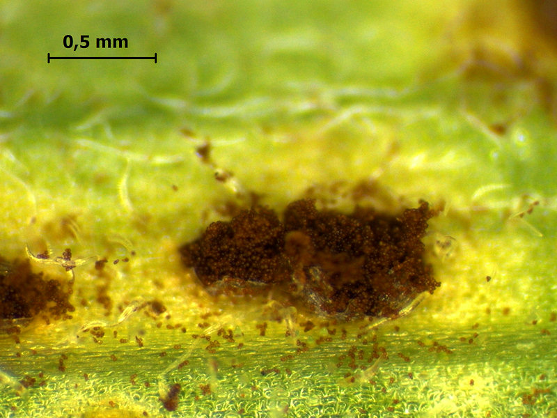 Puccinia_veratri_3.jpg