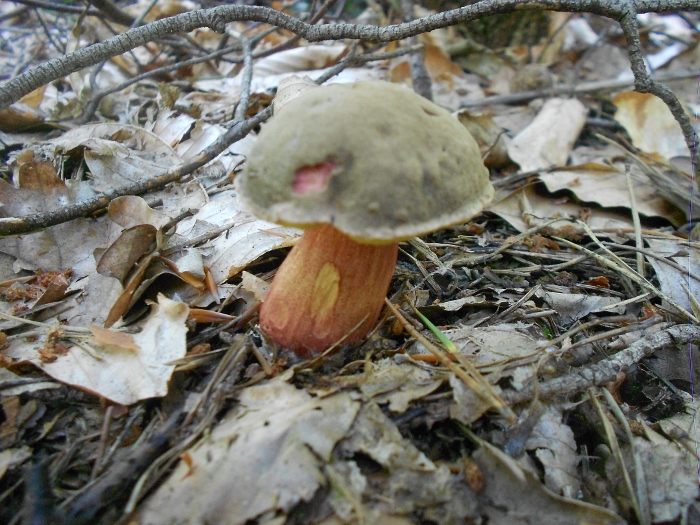 Xerocomellus spec..jpg