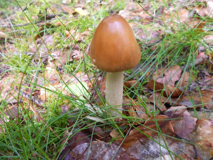 Amanita fulva.jpg