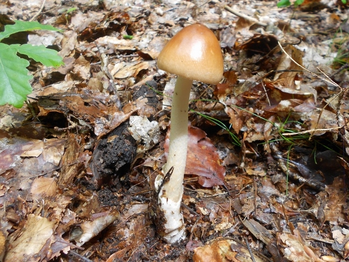 Amanita fulva (2).jpg