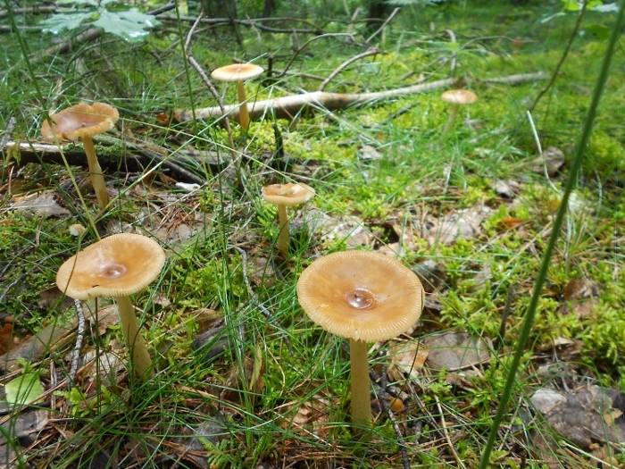 (Amanita fulva).jpg
