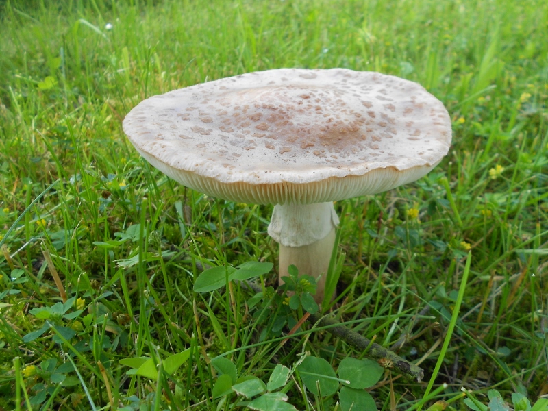 Amanita rubescens.jpg